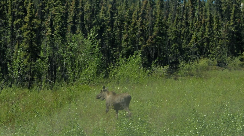 Our first roadside moose