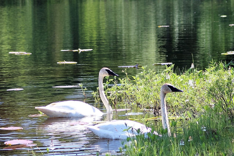These two swans did not mind sharing the lake with us