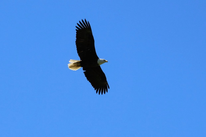 Close approach by national symbol while on the hill near the church