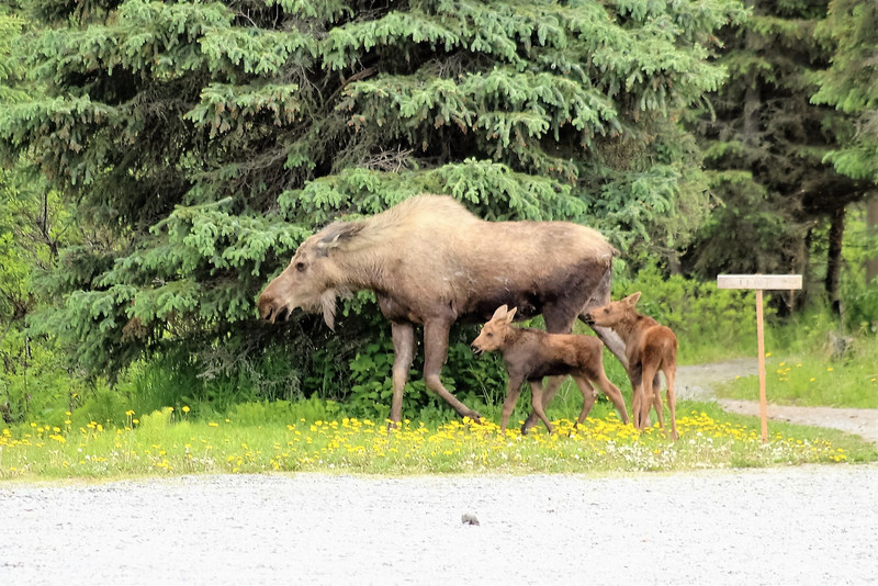 Mother Moose and twin calves out for a stroll in the RV Park