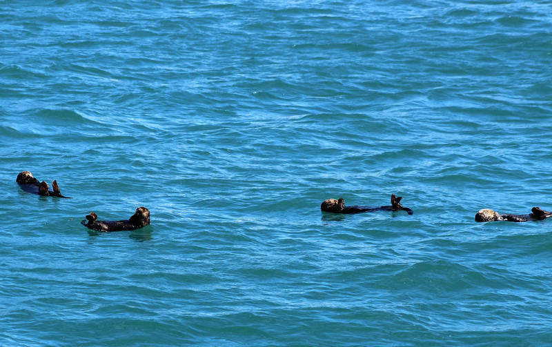 A raft of Sea Otter