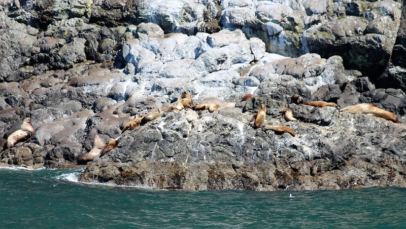 Family photo of the whole Steller Sea Lion colony