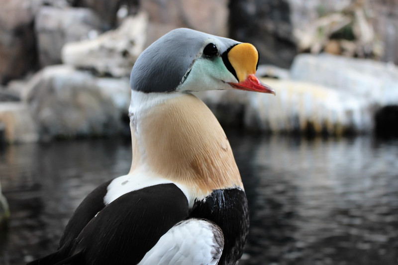 King Eider male posing for a close-up