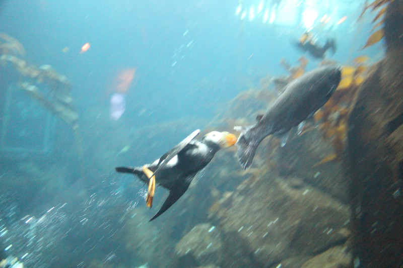 Puffin swim as well as fly...this one chased a poor fish all around the tank nipping his tail