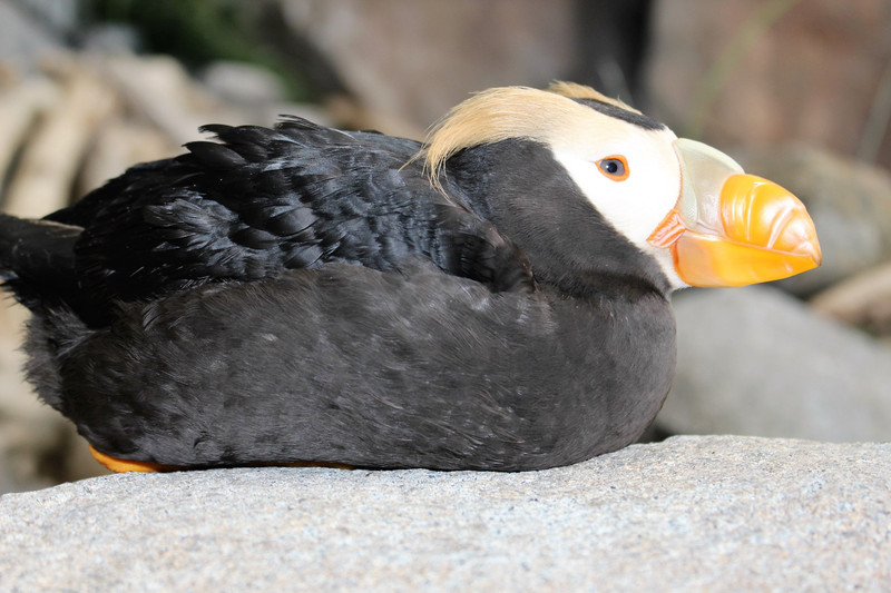 This Puffin let me get real close