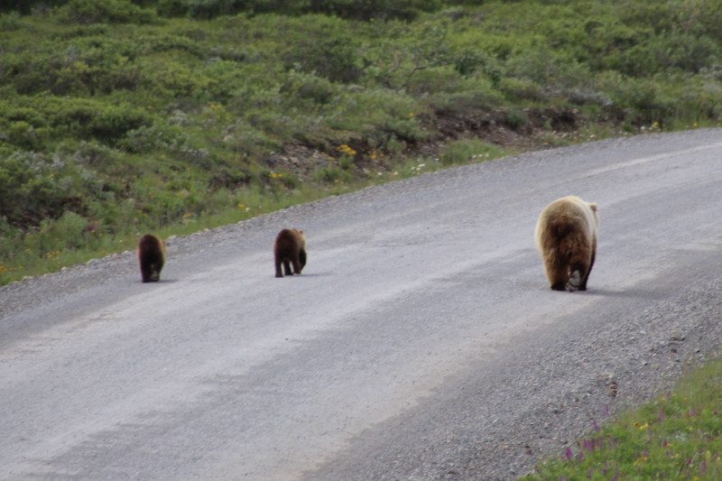 Next roadblock, a mother Griz with twin cubs