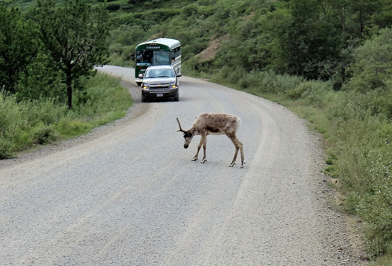 This Caribou seems lost as it wanders down the road holding up traffic