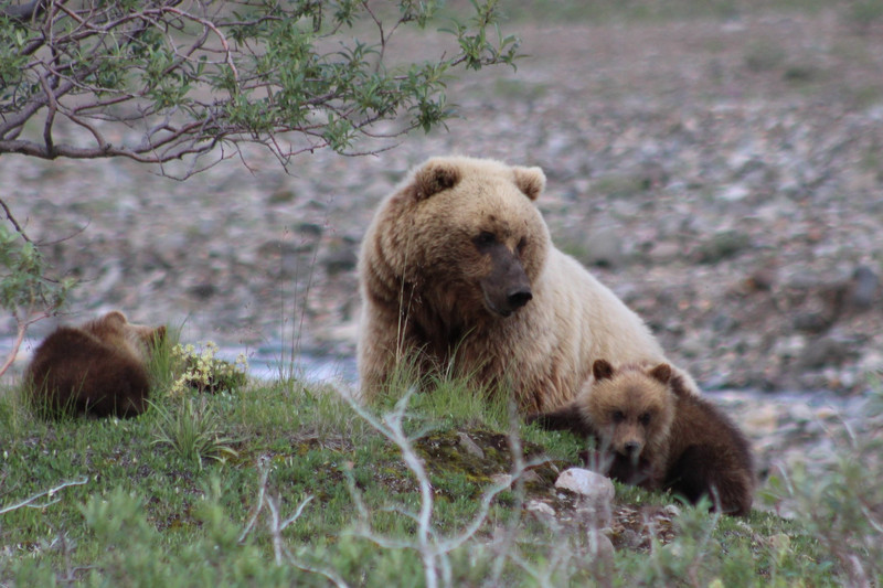 We are forced to move on after spending almost 30 minutes watching this Grizzly Family
