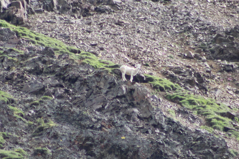 We spot a Dall Sheep way up on the rcoks, our first but not our last sheep of the day