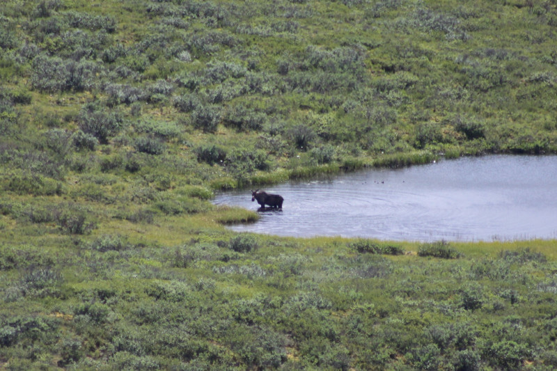 We spot another Moose swimming a distant lake