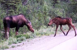 One more Moose and baby as we get toward the end