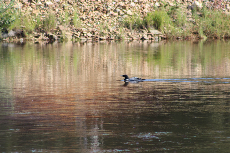 A Loon passes by one afternoon.....yes the rare afternoon loon