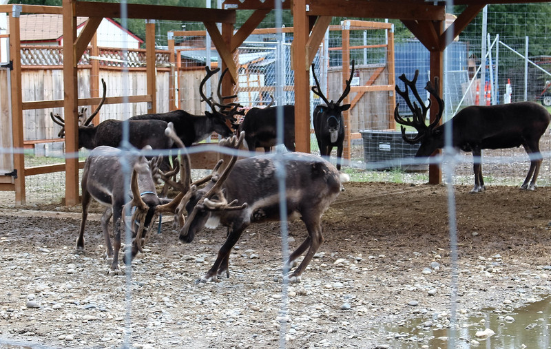 All the Reindeer are getting rested up for Christmas