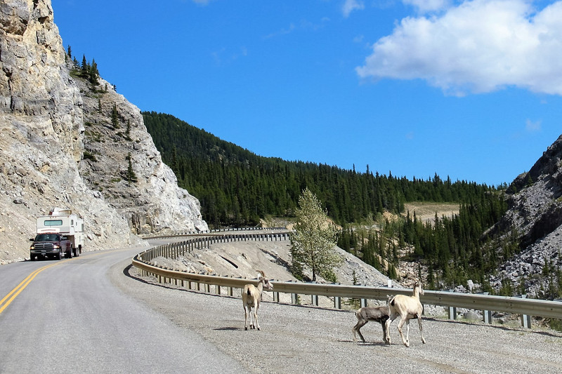 Stone Sheep on the road just before they went over the rail