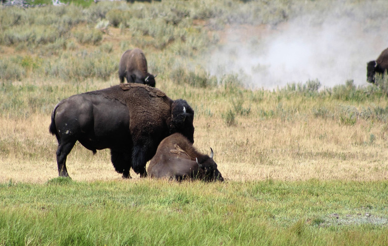 Bison Herd can be seen grazing and dusting along the road