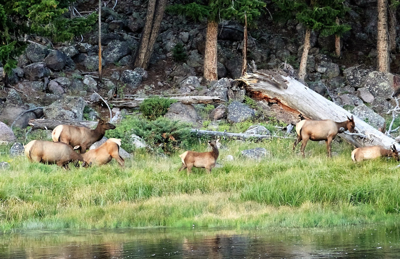 Small Elk herd coming down for an afternoon drink