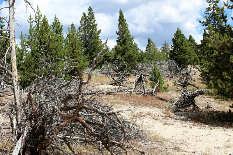 Some of the trees close to the geysers succomb to the elements