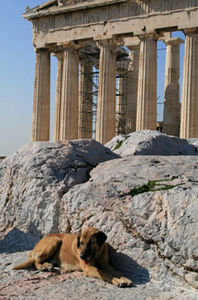 Parthenon Dog