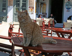 Cafe Cat