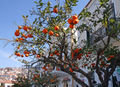 Orange tree in Poros