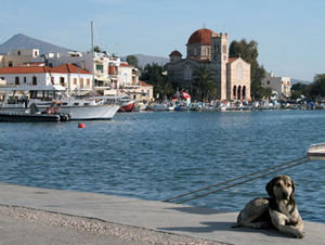 Stray at Aegina Harborside