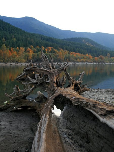 Fallen tree at Rattle Snake Lake