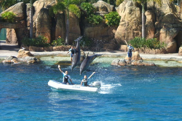 The Dolphin show at Seaworld...amazing