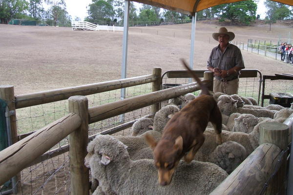 Sheep mustering Aussie style!