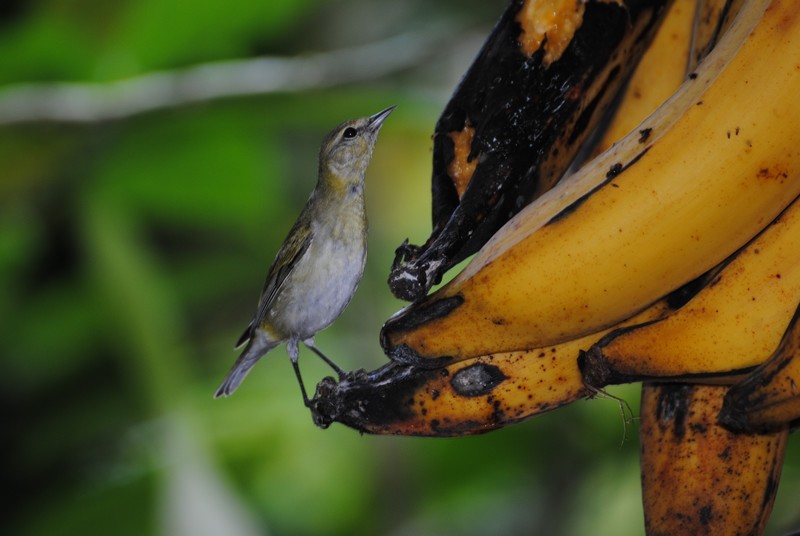 Banana bird feeder at Cafe Rico