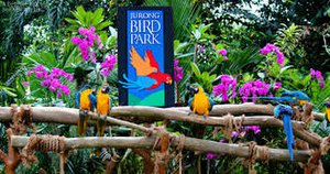 singapore jurong bird park