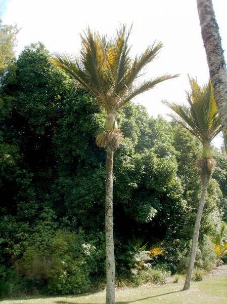 Schöne Palme in dem Park