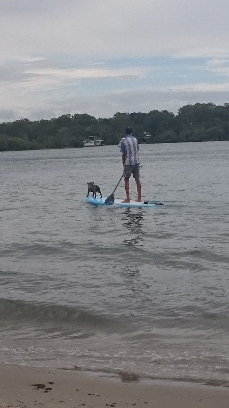 Stand up paddle with a dog!