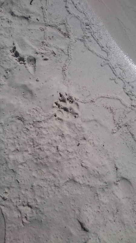 Dingo footprints at Lake McKenzie