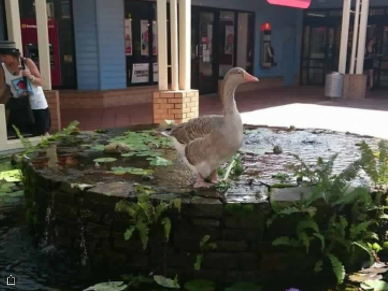 A real goose in the shopping centre