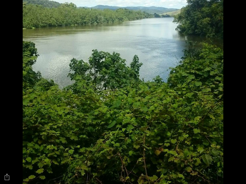 Daintree river