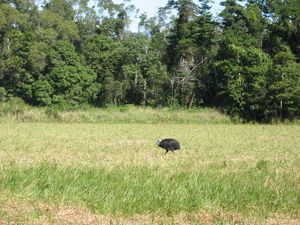 Finally we see the cassowary