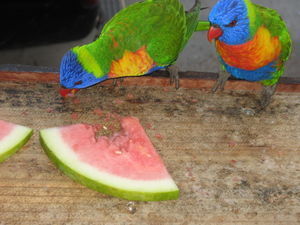 Banded parrots joining us for breakfast