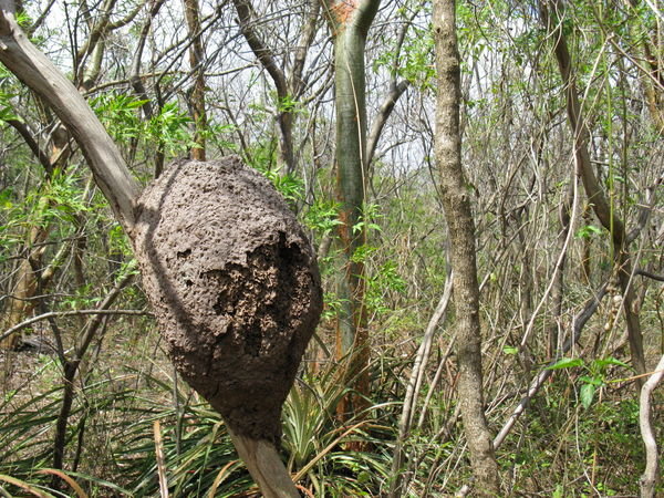 Termite mound in a tree