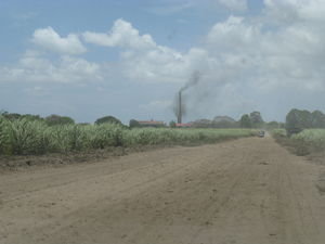 Sugar Cane Production
