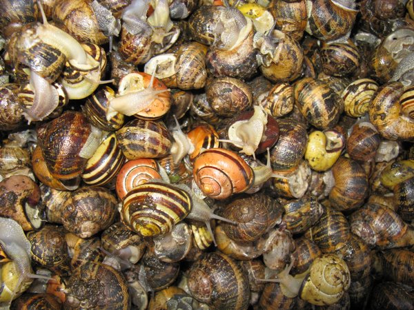 snails for dinner