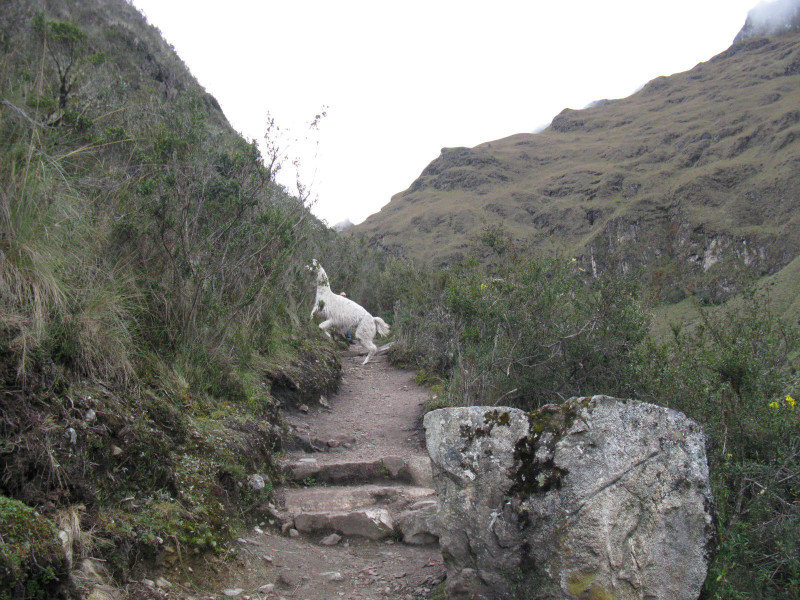 Sharing trail with llamas