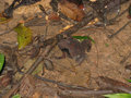 Frog imitating leaf