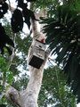 Macaw nest box