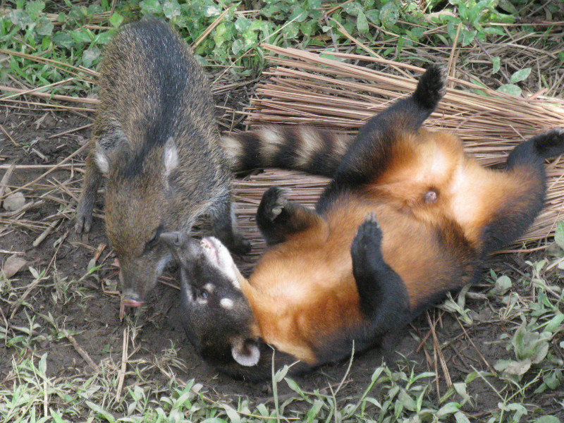 Coati & Peccary