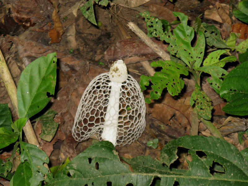 Bridal Veil Mushroom