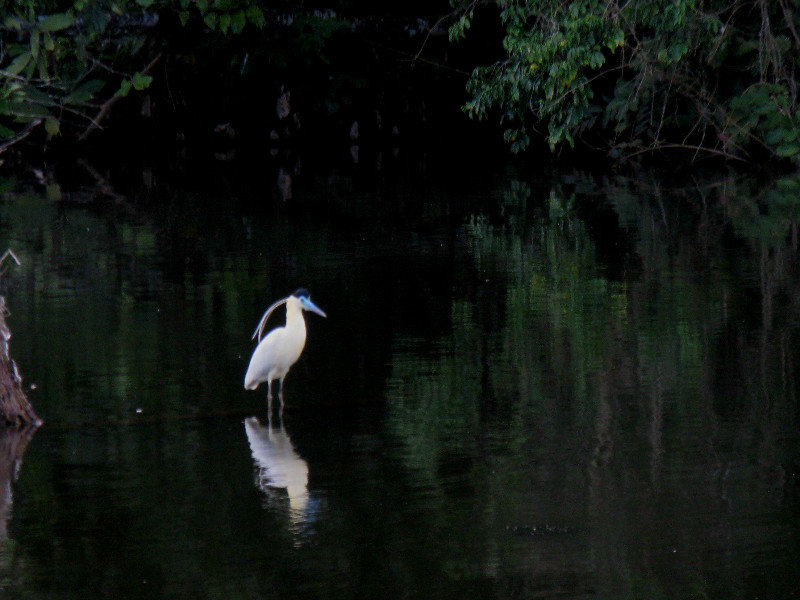 Capped Heron - doesn't capture the beauty