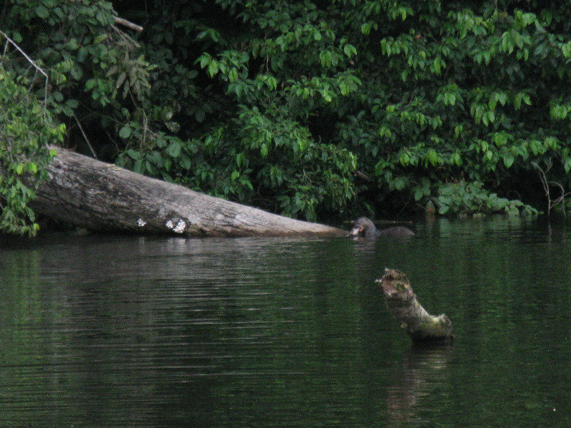 Otters feeding on fish