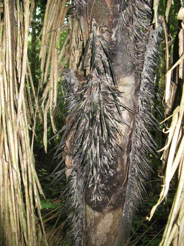 Palm tree animal deterrent