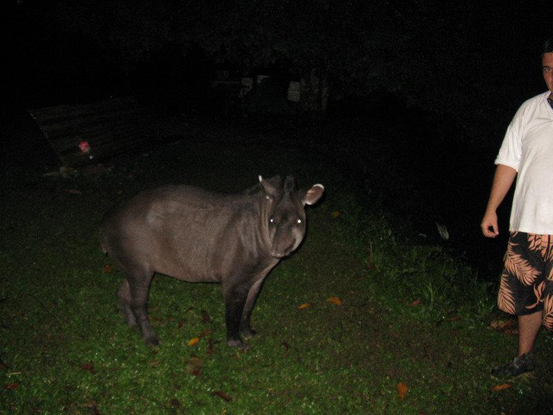 Lodge pet Tapir