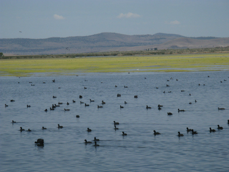 Anazing variety of water fowl